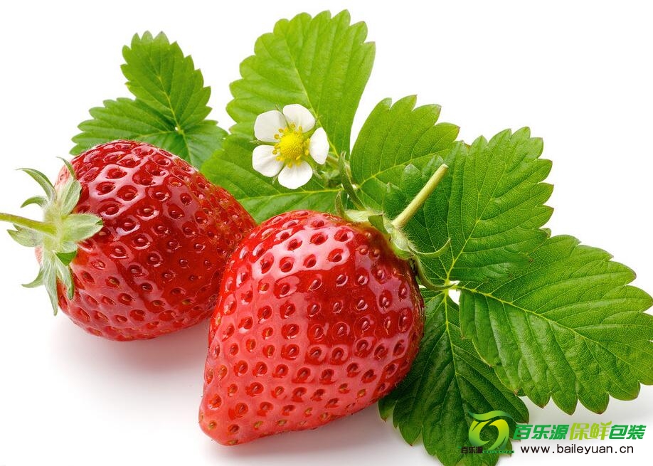 草莓種植方法 | 草莓種子播種技術 | 草莓栽培方法！